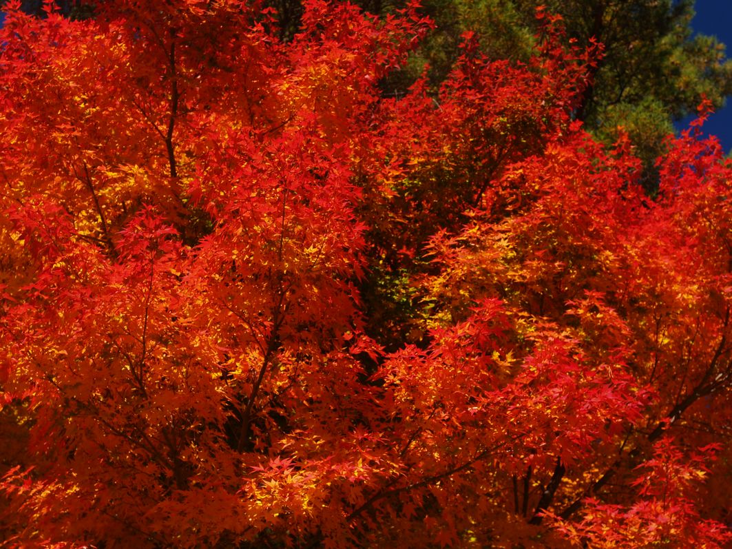 富士見高原紅葉 ファーム 富士見高原紅葉 ファーム