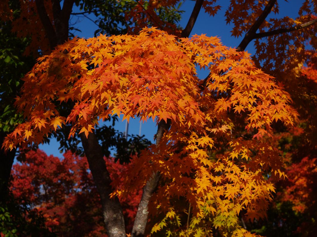 富士見高原紅葉 ファーム 富士見高原紅葉 ファーム