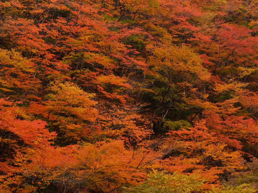 増富通仙峡の紅葉２ ファーム